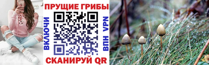 цена наркотик  ОМГ ОМГ ссылки  Галлюциногенные грибы Psilocybine cubensis  Железногорск 